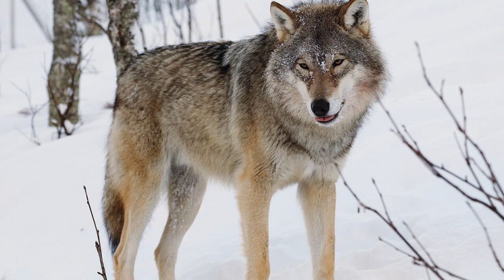 Fotografía de un lobo en la nieve