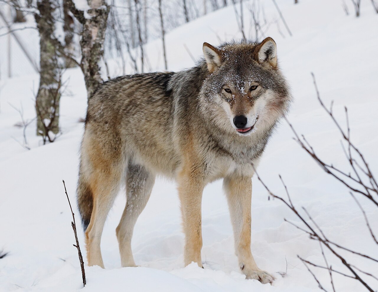 Fotografía de un lobo en la nieve