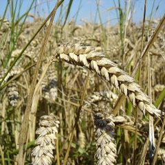 Si el grano de trigo no muere, queda infecundo